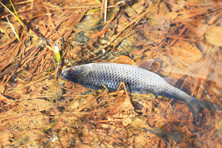 Roach (Rutilus rutilus) stuck in the shallow water while spawning in spring.