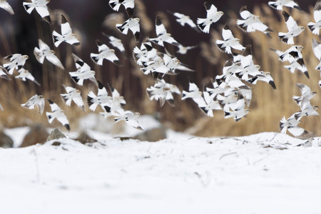 Snow buntings (Plectrophenax nivalis) flying in winter.