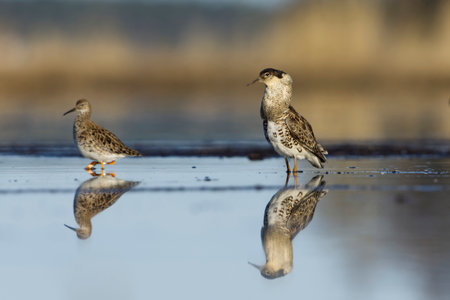 Ruff (Calidris pugnax) male standing in the wetlands watching over the females.の写真素材