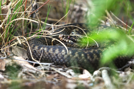 Common European adder or common European viper (Vipera berus) hiding in the bush.