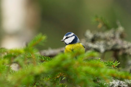 Eurasian blue tit (Cyanistes caeruleus) sitting on a spruce branch in the forest in fall.の写真素材