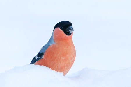 Eurasian bullfinch (Pyrrhula pyrrhula) male standing in snow.の写真素材