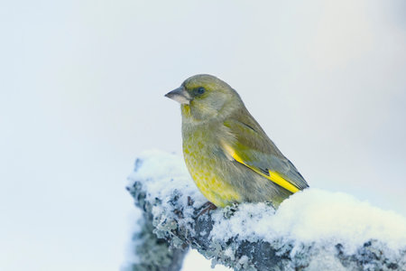 European greenfinch (Chloris chloris) sitting on a snowy branch in winter.の写真素材
