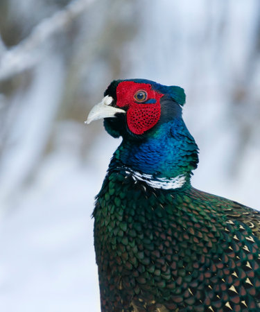 Common pheasant (Phasianus colchicus) closeup in winter.の写真素材