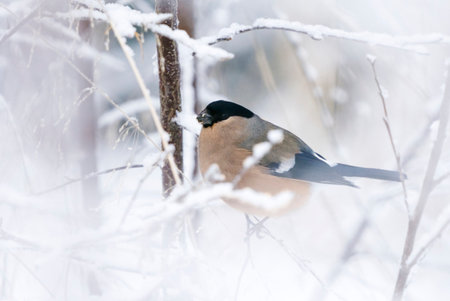 Eurasian bullfinch female (Pyrrhula pyrrhula) sitting in the snowy tree in winter.の写真素材