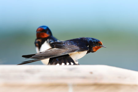 Barn swallow (Hirundo rustica) stretching its tail in summer.の写真素材
