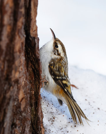 Eurasian treecreeper or common treecreeper (Certhia familiaris) searching for food in the forest in winter.の写真素材