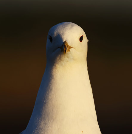 Common Gull (Larus canus) closeup in spring.の写真素材