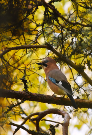 Eurasian jay (Garrulus glandarius) sitting in the tree in fall.の写真素材