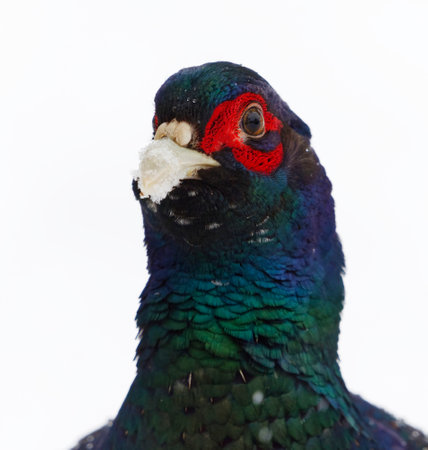 <p>Common pheasant (Phasianus colchicus) male closeup in winter with snow in the background.</p>の写真素材