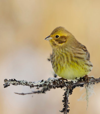 <p>Yellowhammer (Emberiza citrinella) sitting on a branch in winter.	</p>の写真素材