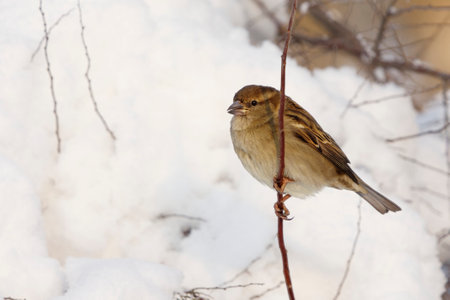 House sparrow (Passer domesticus) female in the snowy bush in winter.の写真素材