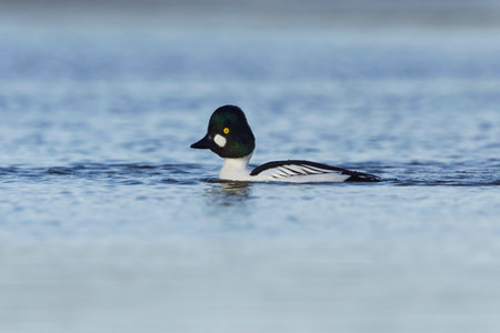 Common goldeneye (Bucephala clangula) male swimming in the river in springの写真素材