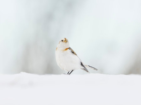 Snow bunting (Plectrophenax nivalis) standing in the snow in early spring.の写真素材