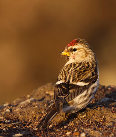 Common redpoll (Acanthis flammea) feeding on seeds on the ground in early spring.の写真素材