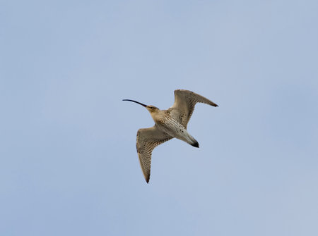 Eurasian curlew (Numenius arquata) flying in the sky in spring.の写真素材