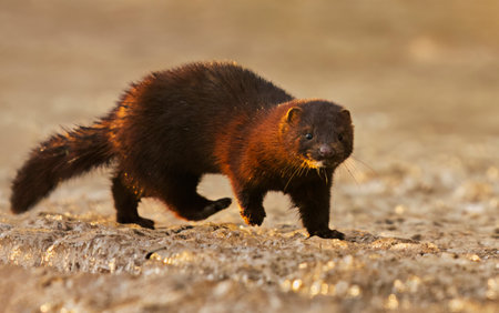 American mink (Neogale vison) running on the ice in early spring morning.の写真素材