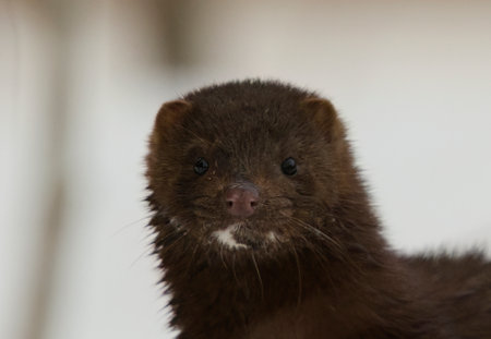 American mink (Neogale vison) closeup in early spring morning.の写真素材