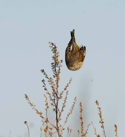 Common linnet (Linaria cannabina) dropping on the ground in early spring.