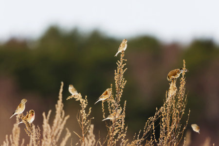 Common linnet (Linaria cannabina) flock feeding in the shrubs in spring.の写真素材