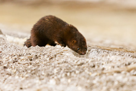 American mink (Neogale vison) looking for food from crack in the ice in spring.