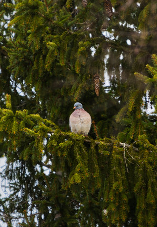Common wood pigeon (Columba palumbus) sitting in the spruce in spring.の写真素材