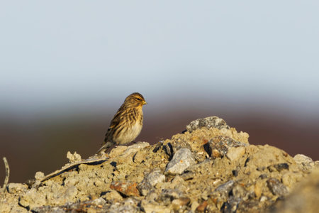 Twite (Linaria flavirostris) sitting on a dirt pile in the field in spring.