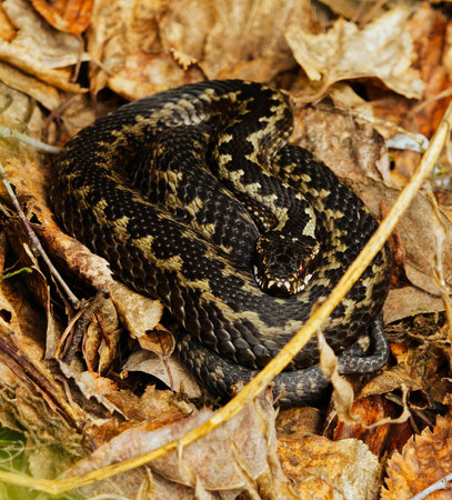 Common European adder or common European viper (Vipera berus) basking in early spring.