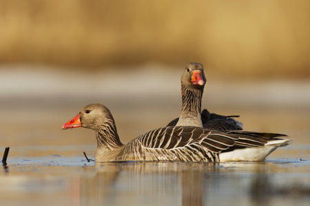 Greylag goose or graylag goose (Anser anser) pair swimming in the river in spring.の写真素材