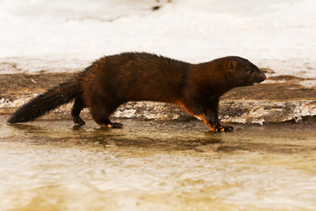 American mink (Neogale vison) running on the ice in early spring morning.の写真素材