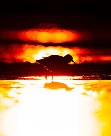 Wood sandpiper (Tringa glareola) silhouette feeding in the wetlands at sunset in spring.の写真素材