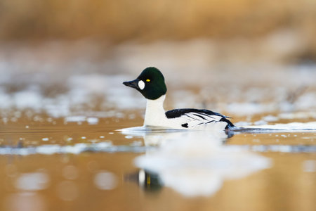 Common goldeneye (Bucephala clangula) male swimming in the river in spring.の写真素材