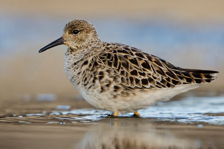 Ruff (Calidris pugnax) female closeup in the wetlands.の写真素材