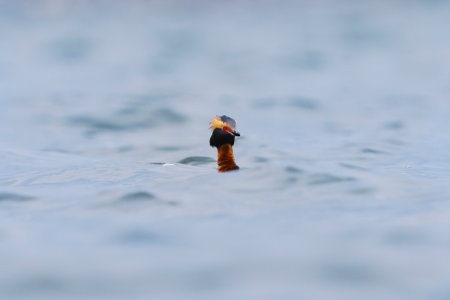 Horned grebe (Podiceps auritus) swimming in the sea in june.