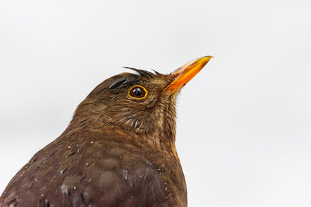 Eurasian blackbird or common blackbird (Turdus merula) female closeup in the snow in early spring.