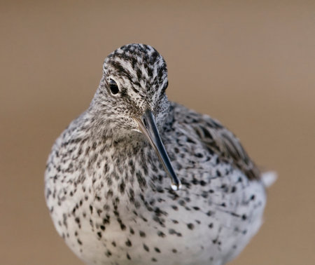Common greenshank (tringa nebularia) closeup in spring.の写真素材