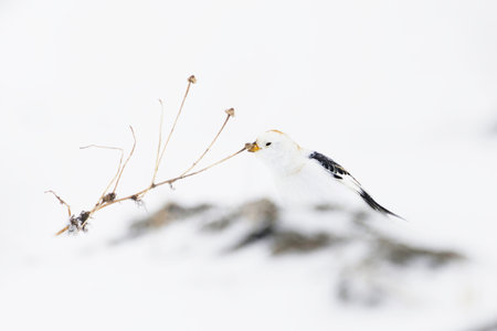 Snow bunting (Plectrophenax nivalis) feeding on wild plant seeds in the snow in early spring.の写真素材