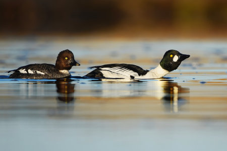 Common goldeneye (Bucephala clangula) male and female swimming in the river.の写真素材