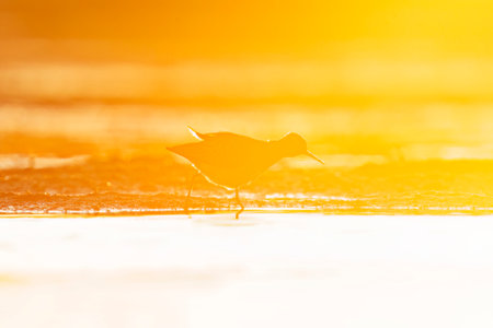 Wood sandpiper (Tringa glareola) silhouette feeding in the wetlands at sunset in spring.