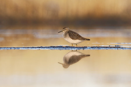 Wood sandpiper (Tringa glareola) in the wetlands in spring.の写真素材