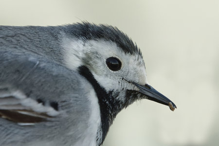 White wagtail (Motacilla alba) closeup with small bug in it's beak in the wetlands in spring.