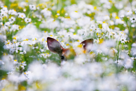White-tailed deer (Odocoileus virginianus) fawn hiding in the flower field in autumn in finland.の写真素材