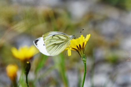 Green-veined white (Pieris napi) butterfly on a flower in late summer.の写真素材