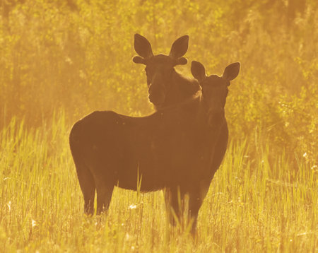 Elk or Moose (Alces alces) bull pair standing in the reeds at sunrise in summer.の写真素材