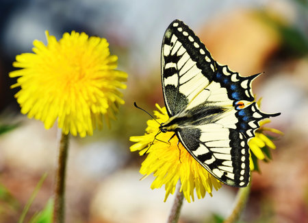 Old World swallowtail or common yellow swallowtail (Papilio machaon) feeding on the dandelion in spring.の写真素材