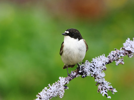 European pied flycatcher (Ficedula hypoleuca) male sitting on a branch in spring.の写真素材