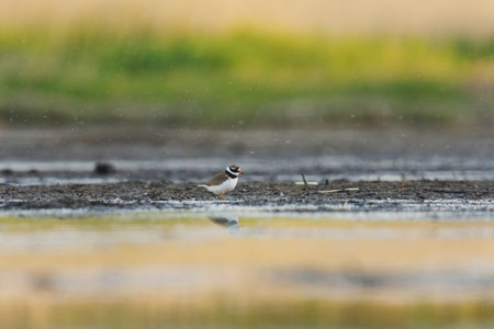 Common ringed plover or ringed plover (Charadrius hiaticula) in the wetlands in summer.