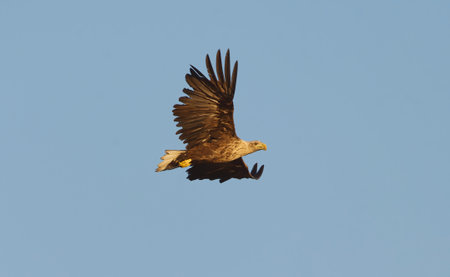 White-tailed eagle (Haliaeetus albicilla) flying in the sky in summer.