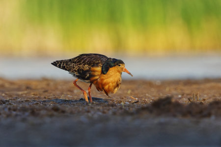 Ruff (Calidris pugnax) male feeding in the wetlands in summer.の写真素材