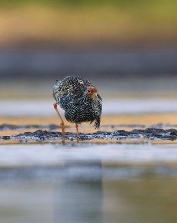 Ruff (Calidris pugnax) male feeding in the wetlands in summer.